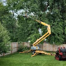 Tree and Shrub Care in Woodbury, NJ