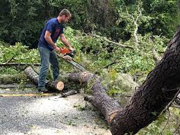 Best Lot and Land Clearing  in Woodbury, NJ