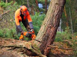 How Our Tree Care Process Works  in  Woodbury, NJ