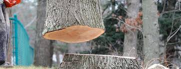 Best Tree and Shrub Care  in Woodbury, NJ