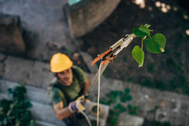 Woodbury, NJ Tree Removal Company