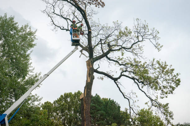  Woodbury, NJ Tree Removal Pros