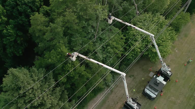Best Seasonal Cleanup (Spring/Fall)  in Woodbury, NJ