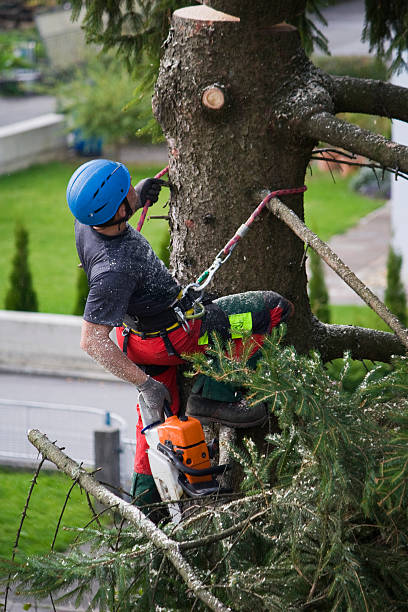 Best Grass Overseeding  in Woodbury, NJ