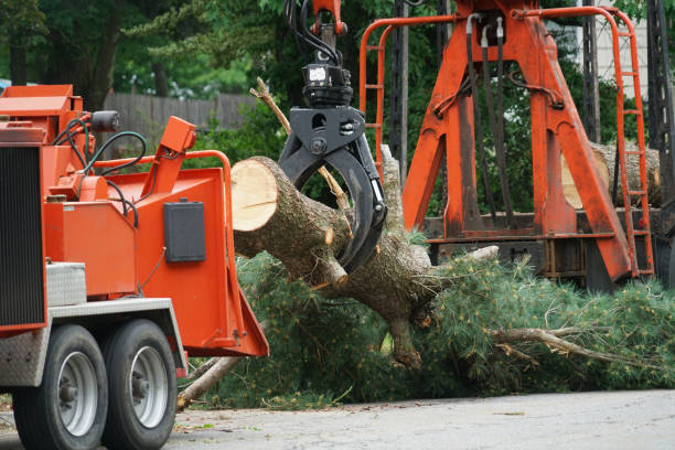 Best Tree Maintenance Programs  in Woodbury, NJ