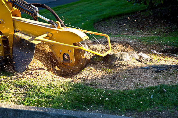 Best Commercial Tree Services  in Woodbury, NJ