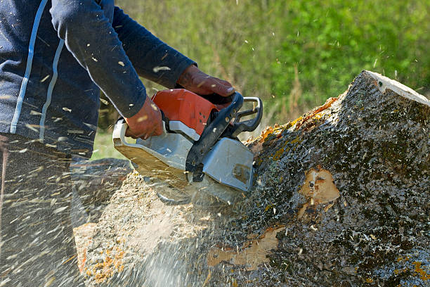Best Root Management and Removal  in Woodbury, NJ